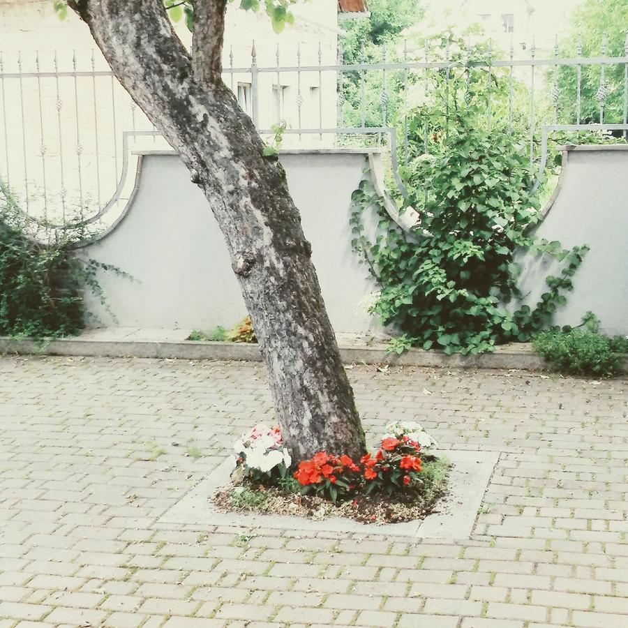 Prenocisca Angelin Hram, Tiny Apartments Markovec Екстер'єр фото
